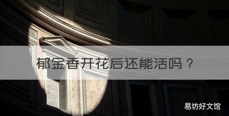 郁金香开花后还能活,水培的郁金香开花后还能活么?