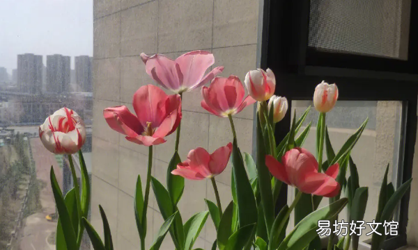 郁金香开花后还能活,水培的郁金香开花后还能活么?