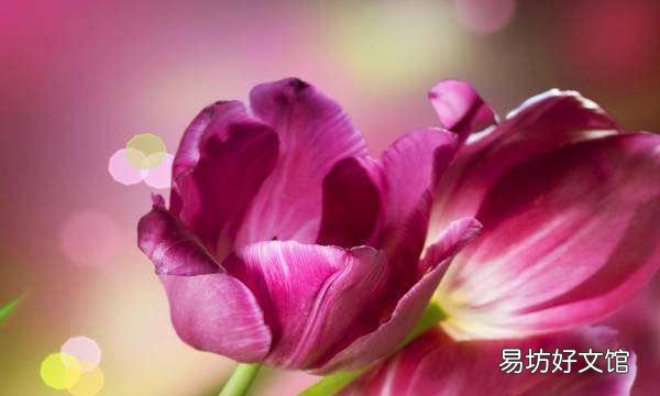 郁金香开花后还能活,水培的郁金香开花后还能活么?