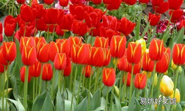 郁金香开花后还能活,水培的郁金香开花后还能活么?