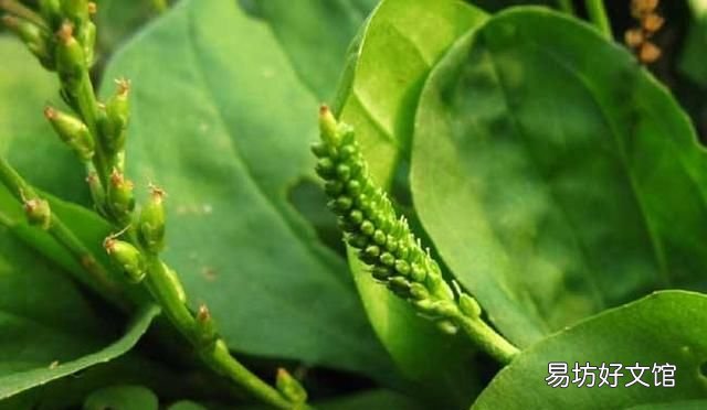 竹叶如何做成竹叶茶?有什么讲究吗