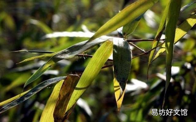 竹叶如何做成竹叶茶?有什么讲究吗