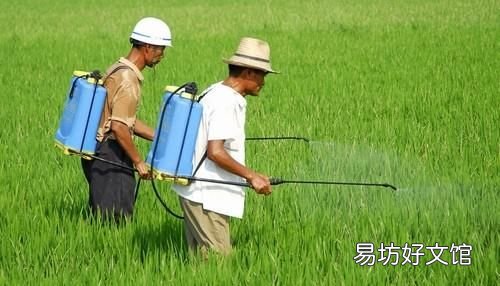 卷叶螟病虫害过后的水稻怎么恢复生长