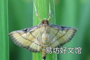 卷叶螟病虫害过后的水稻怎么恢复生长