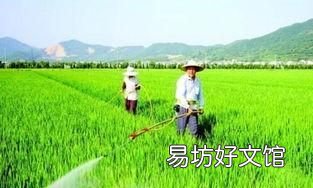 卷叶螟病虫害过后的水稻怎么恢复生长