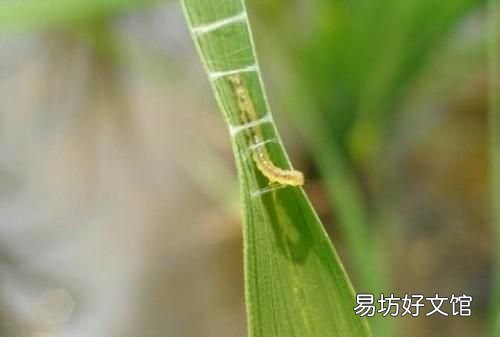 卷叶螟病虫害过后的水稻怎么恢复生长