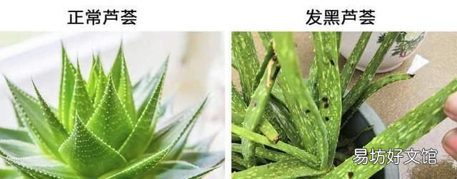净化空气的小妙招 怎样改善房间太闷空气不流通
