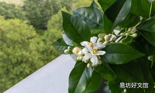 哪款纯露对于皮肤再生比较好