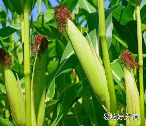 新鲜玉米如何保存最新鲜