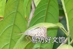 飞蛾扑火是什么行为 飞蛾为什么扑火?