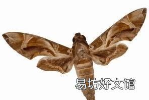 飞蛾扑火是什么行为 飞蛾为什么扑火?
