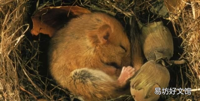 老鼠冬眠吗老鼠会冬眠吗