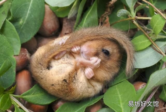 老鼠冬眠吗老鼠会冬眠吗