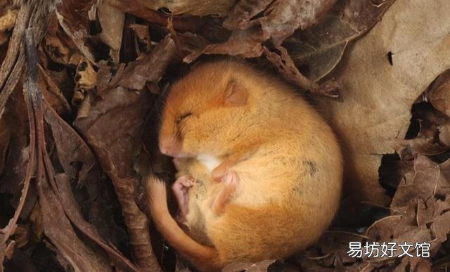 老鼠冬眠吗老鼠会冬眠吗