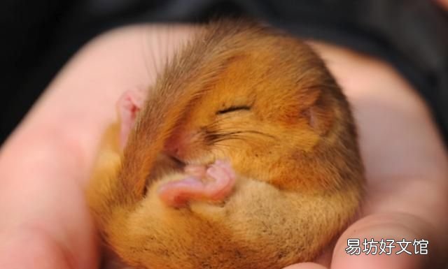 老鼠冬眠吗老鼠会冬眠吗