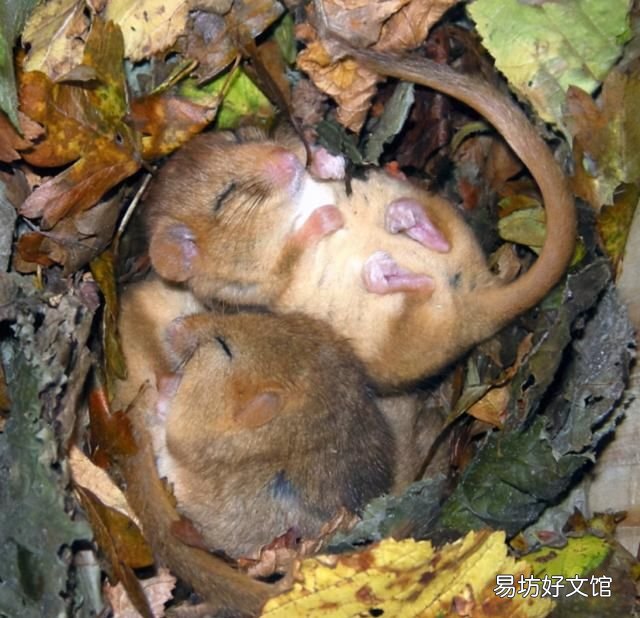 老鼠冬眠吗老鼠会冬眠吗