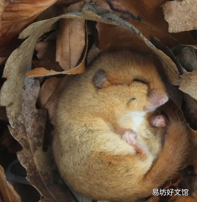 老鼠冬眠吗老鼠会冬眠吗