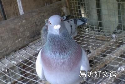 鸽子冬天能孵出小鸽吗