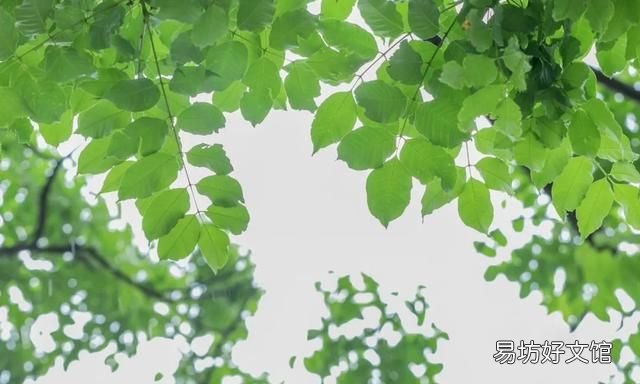 10首最美立夏诗词，雨熟黄梅，夏木成阴，人间最美是初夏