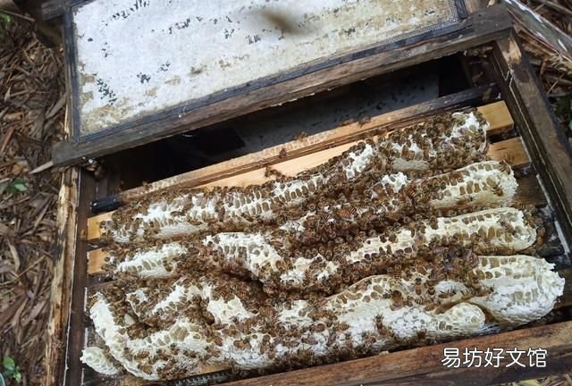 怎么判断蜂针在不在 蜜蜂刺有没有毒,被蛰了之后没有拔出来会有什么后果