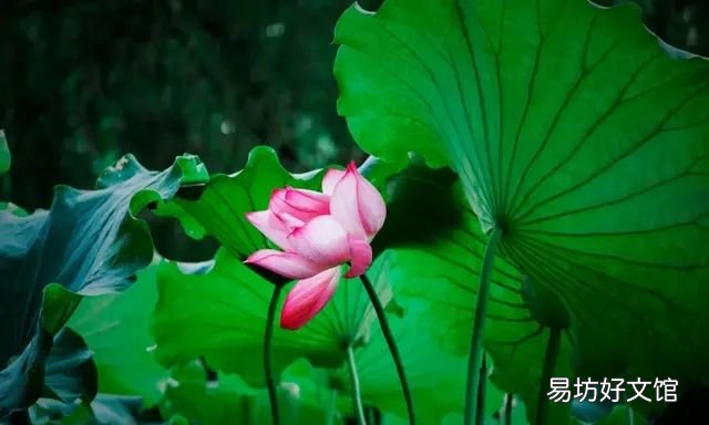 送你一夏清凉现代诗，10首立夏诗词送你一夏清凉