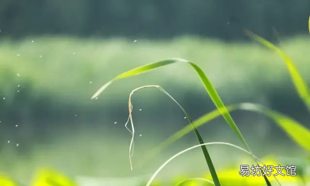 送你一夏清凉现代诗，10首立夏诗词送你一夏清凉