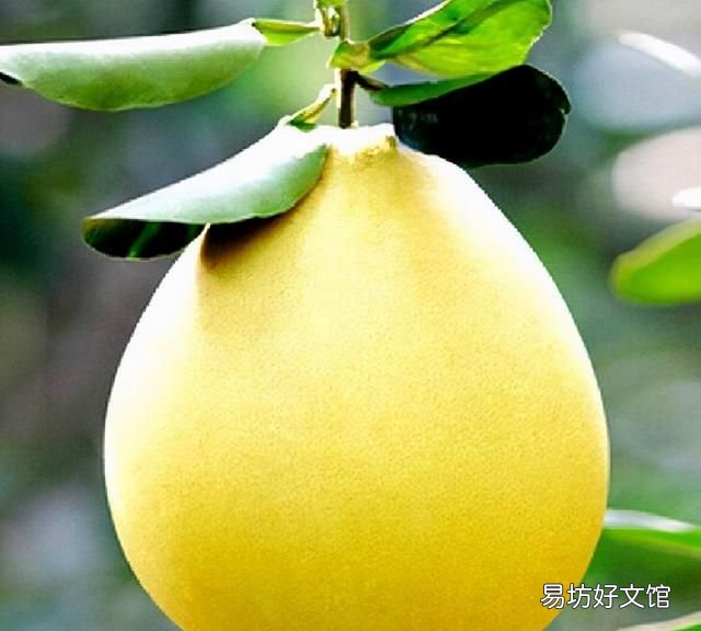 2019年中国柚都节的柚子价钱如何 中国三大名柚是哪三种柚子