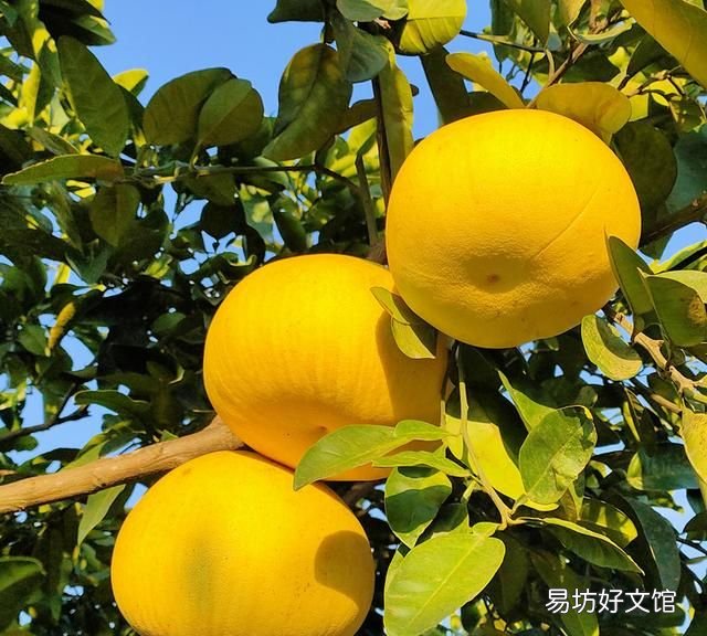 2019年中国柚都节的柚子价钱如何 中国三大名柚是哪三种柚子