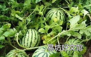 西瓜特别甜会不会有问题 为什么今年西瓜特别甜？