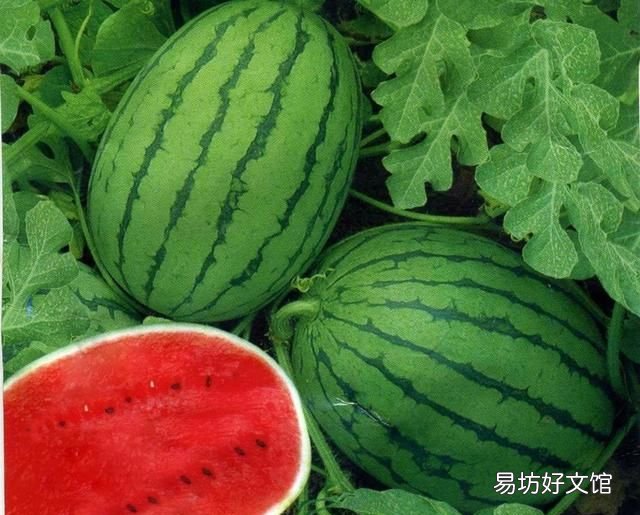 西瓜特别甜会不会有问题 为什么今年西瓜特别甜？