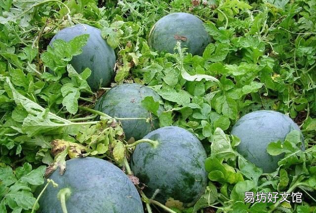 西瓜特别甜会不会有问题 为什么今年西瓜特别甜？