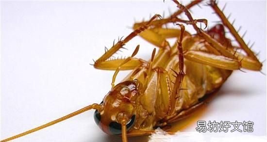 蟑螂用开水烫能死吗