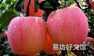 经期可以吃枸杞吗 女性经期吃什么水果好？