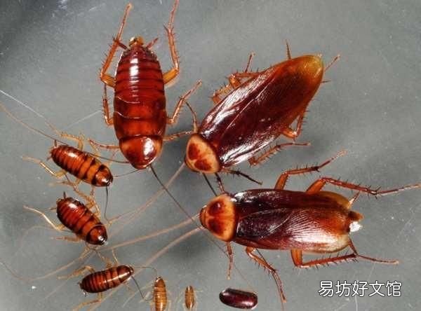蟑螂的生命力为什么那么强,蟑螂生命力为什么那么顽强