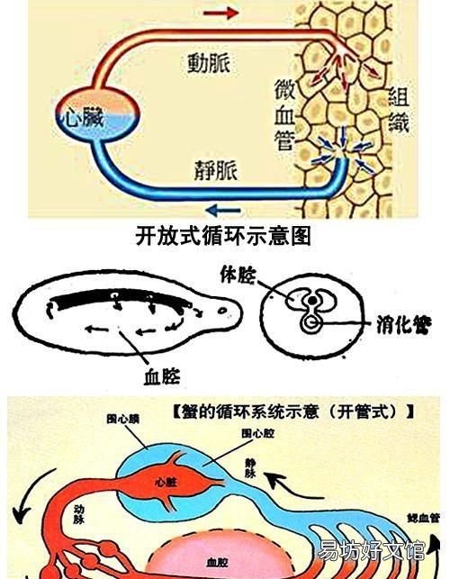 蟑螂的生命力为什么那么强,蟑螂生命力为什么那么顽强