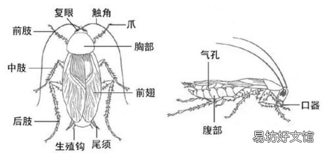 蟑螂的生命力为什么那么强,蟑螂生命力为什么那么顽强