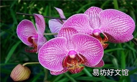 蝴蝶兰能用水插生根,蝴蝶兰生根好方法视频