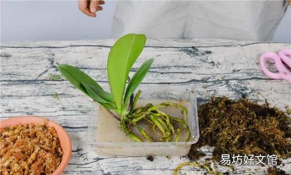 蝴蝶兰能用水插生根,蝴蝶兰生根好方法视频