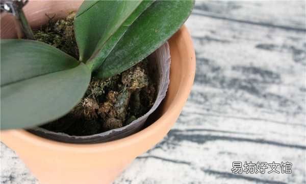 蝴蝶兰能用水插生根,蝴蝶兰生根好方法视频