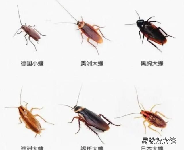 家有一只蟑螂就有无数只蟑螂吗