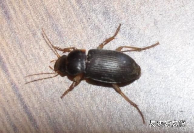 家有一只蟑螂就有无数只蟑螂吗