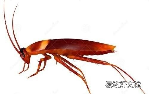 家有一只蟑螂就有无数只蟑螂吗