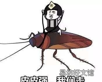 家有一只蟑螂就有无数只蟑螂吗