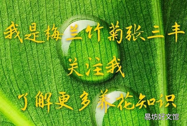 白糖水能当营养液吗