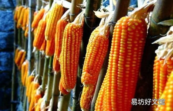 玉米的营养价值 如何煮水果玉米才更甜