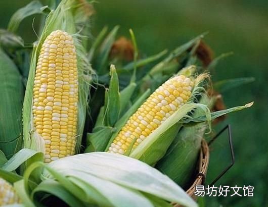 玉米的营养价值 如何煮水果玉米才更甜