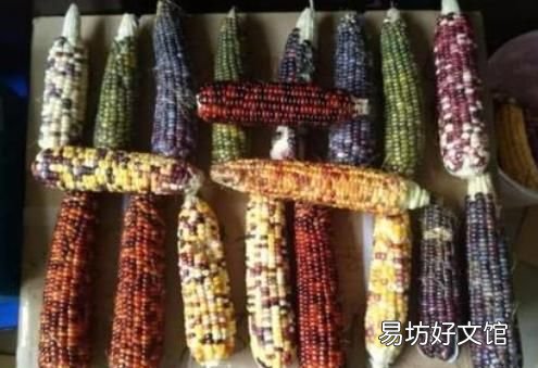 玉米的营养价值 如何煮水果玉米才更甜