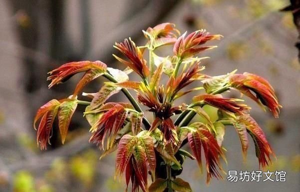 夏天的香椿芽 夏天的香椿嫩芽可以吃吗