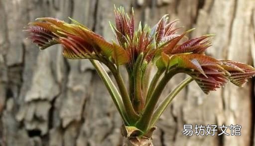 夏天的香椿芽 夏天的香椿嫩芽可以吃吗