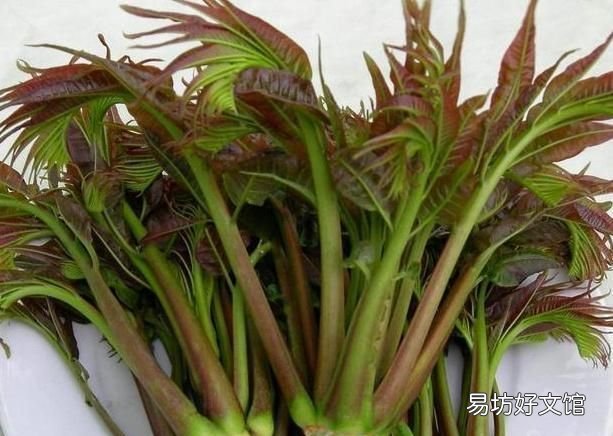 夏天的香椿芽 夏天的香椿嫩芽可以吃吗
